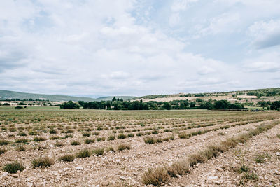 Scenic view of agricultural field against sky