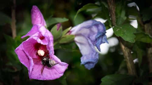 Close-up of butterfly on purple flower