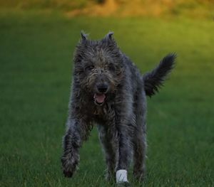 Hairy dog running on field