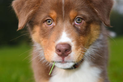 Close-up portrait of a dog