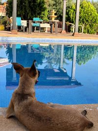 Dog relaxing in swimming pool