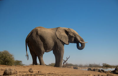 View of elephant on field against sky
