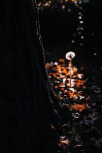 Close-up of bonfire on tree trunk in field