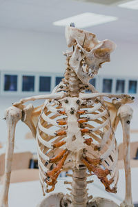 Close-up of human skull