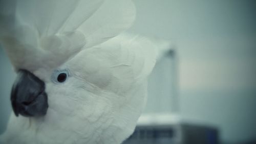 Close-up of white flowers