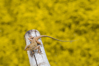 Close-up of lizard on wood