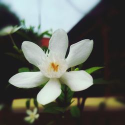 Close-up of white flower blooming outdoors