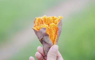 Close-up of hand holding leaf