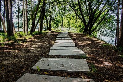 Narrow pathway along trees in forest