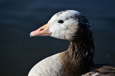 Close-up of duck