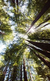 Low angle view of trees in forest