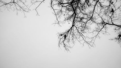 Bare tree against clear sky