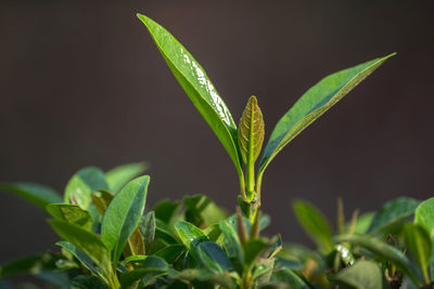 Close-up of raindrops on plant