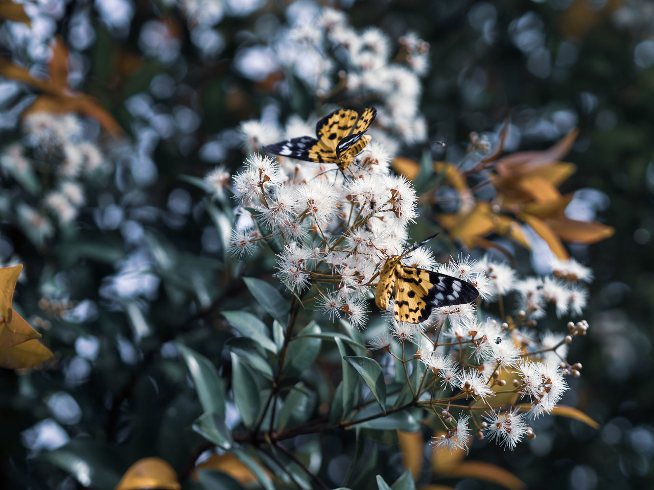 CLOSE-UP OF BUTTERFLY POLLINATING ON FLOWER