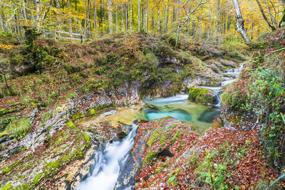 Stream amidst trees in forest