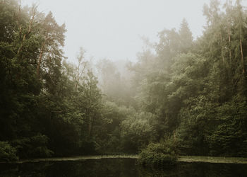 Trees in forest against sky