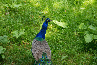 Close-up of peacock on field