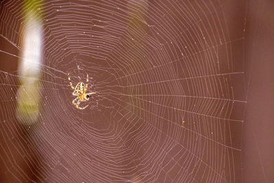 Close-up of spider on web