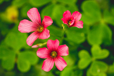 Close-up of pink flowers growing outdoors