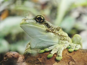 Close-up of frog on rock