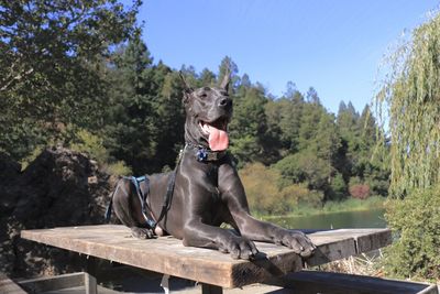 Great dane dog sitting on wooden table