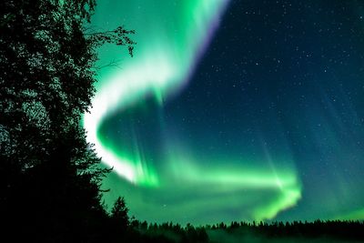 Low angle view of silhouette trees against sky at night