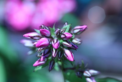 Close-up of pink flowering plant