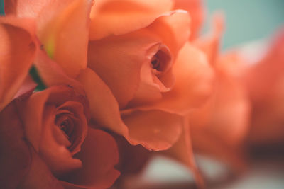 Close-up of orange flowers