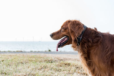 Close-up of dog looking away