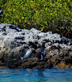 Bird swimming in water