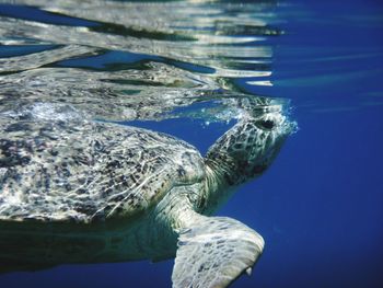 Close-up of turtle swimming in sea