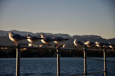 Seagulls perching on railing against lac léman