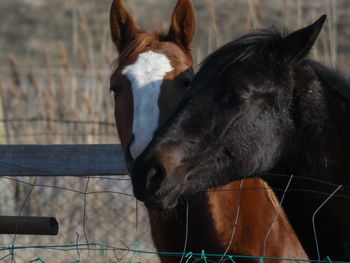 Close-up of horse in ranch