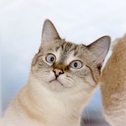 Close-up portrait of cat