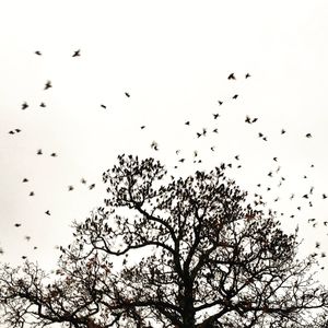 Low angle view of birds flying in sky