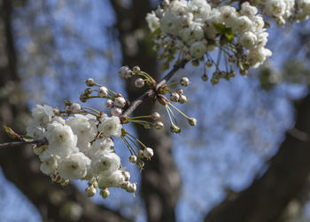 Close-up of white cherry blossoms in spring