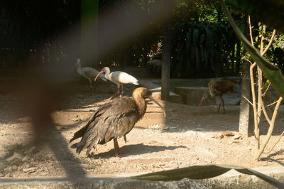 Birds on field