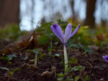 Close-up of purple crocus flower growing on field