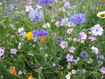 Close-up of purple flowers blooming in field