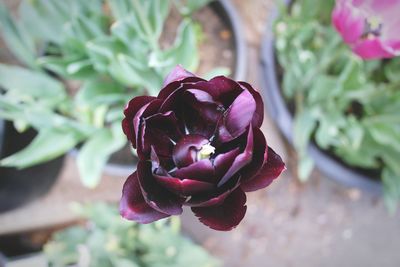 Close-up of pink rose