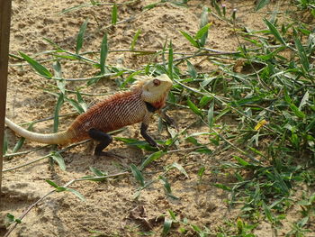 High angle view of lizard on field