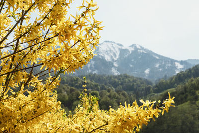 Spring landscape flowering plant with yellow forsythia flowers against snow capped mountain peaks 