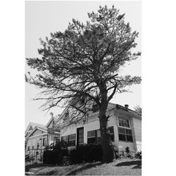 Low angle view of tree against sky