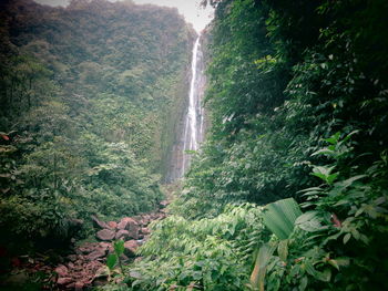 Scenic view of waterfall in forest