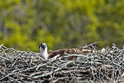 Osprey keeping her babies warm