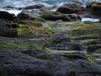 Close-up of bird perching on rock