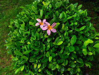 High angle view of purple flowering plant in park