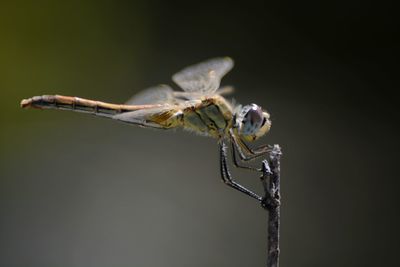 Close up of bird