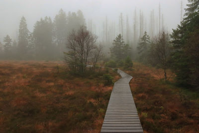 Boardwalk amidst trees in forest