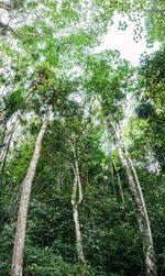 Low angle view of trees in forest
